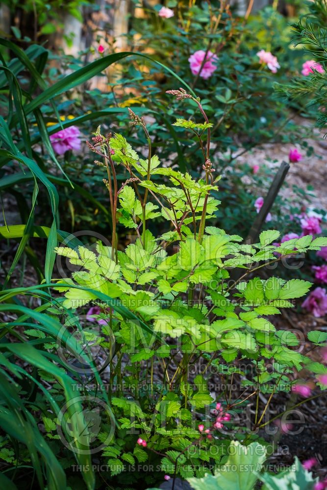 Astilbe Amber Moon (Astilbe) 2