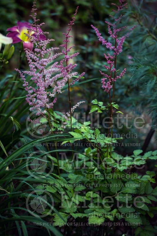 Astilbe Amber Moon (Astilbe) 3