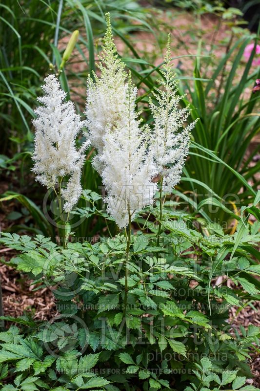 Astilbe Diamonds and Pearls (Chinese Astilbe) 5 