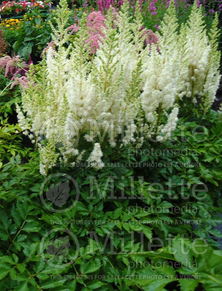 Astilbe Diamonds and Pearls (Chinese Astilbe)  2