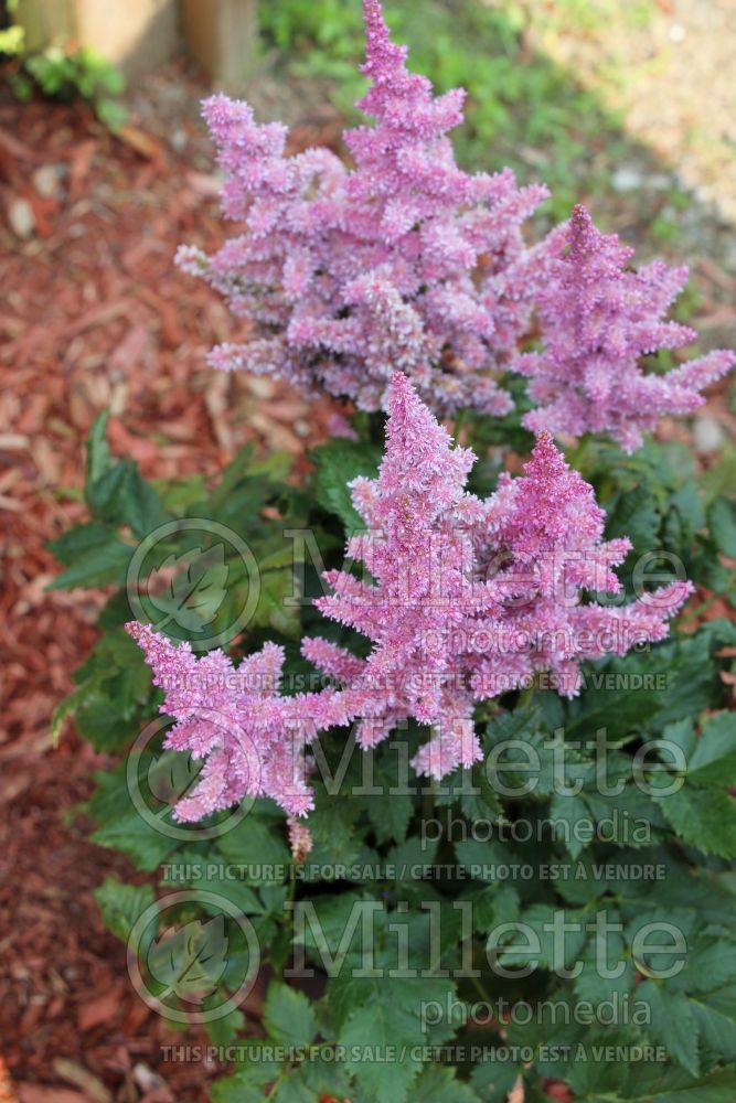 Astilbe Little Vision in Purple (Astilbe) 2