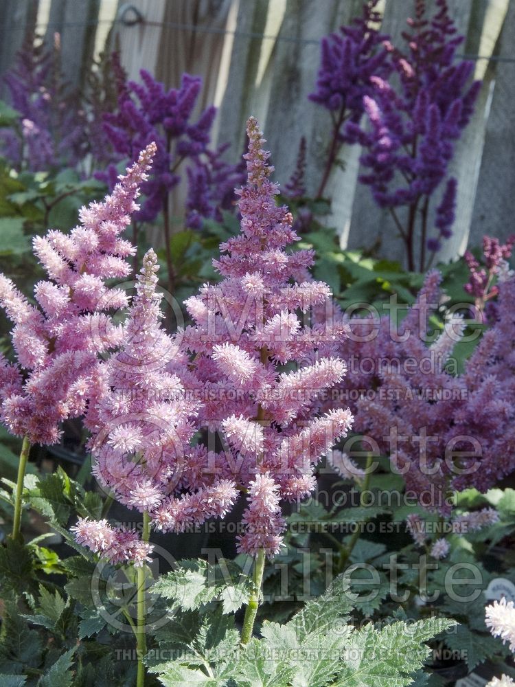 Astilbe Little Vision in Purple (Astilbe) 1