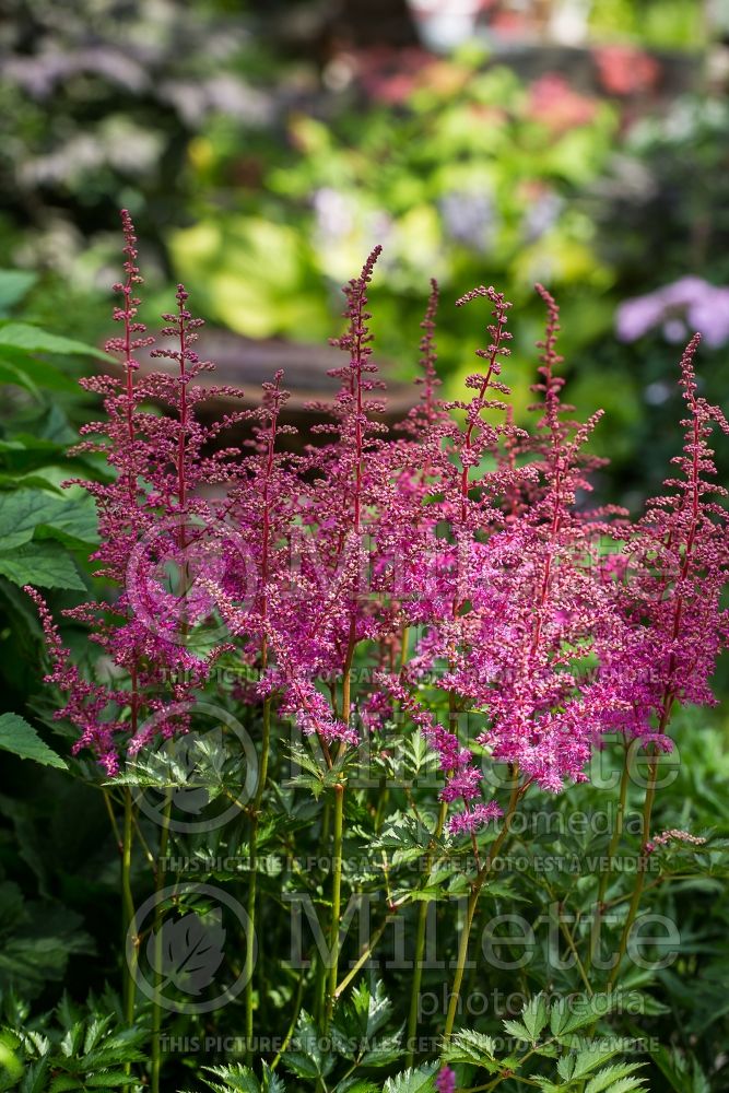 Astilbe Love and Pride (Astilbe) 2