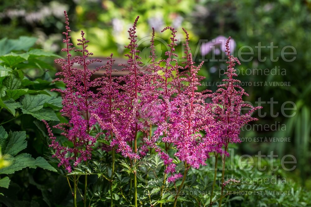 Astilbe Love and Pride (Astilbe) 3