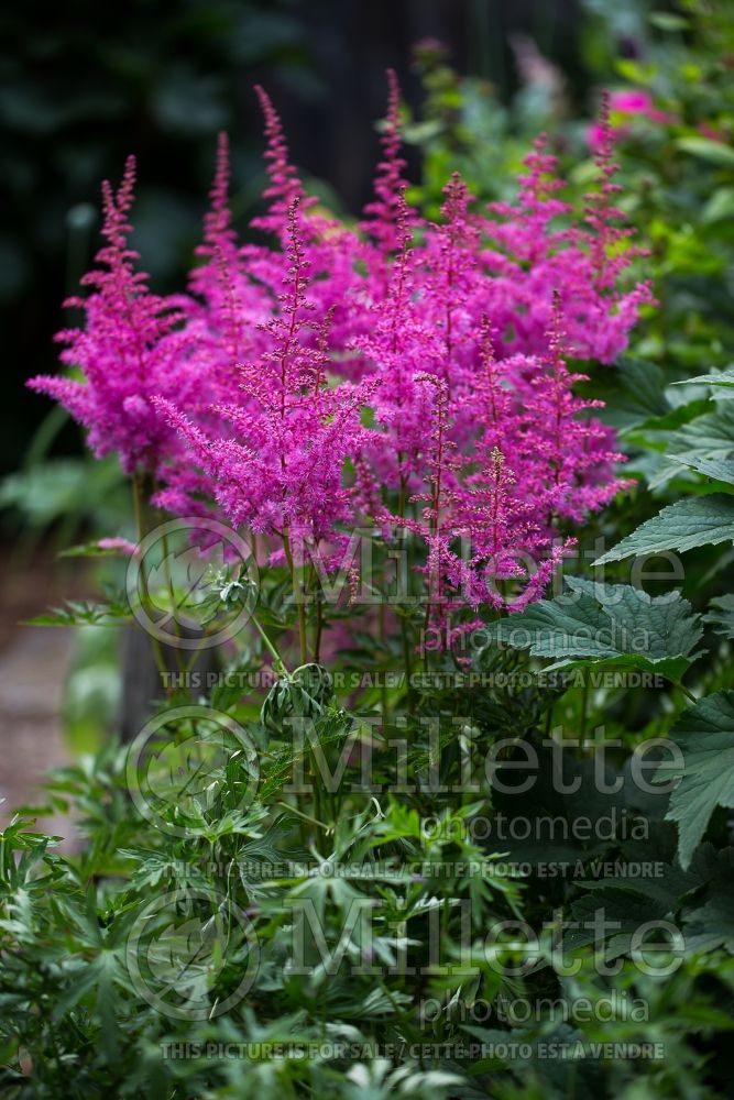 Astilbe Love and Pride (Astilbe) 4