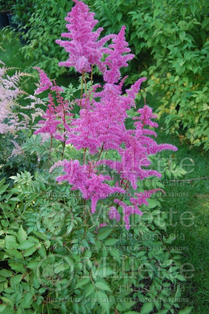 Astilbe Love and Pride (Astilbe) 1