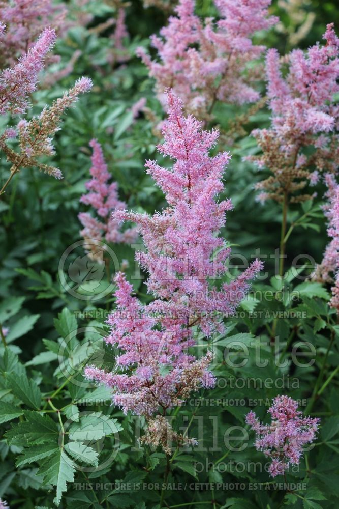 Astilbe Maggie Daley (Astilbe) 2