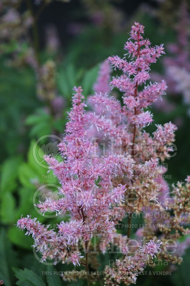 Astilbe Maggie Daley (Astilbe) 3