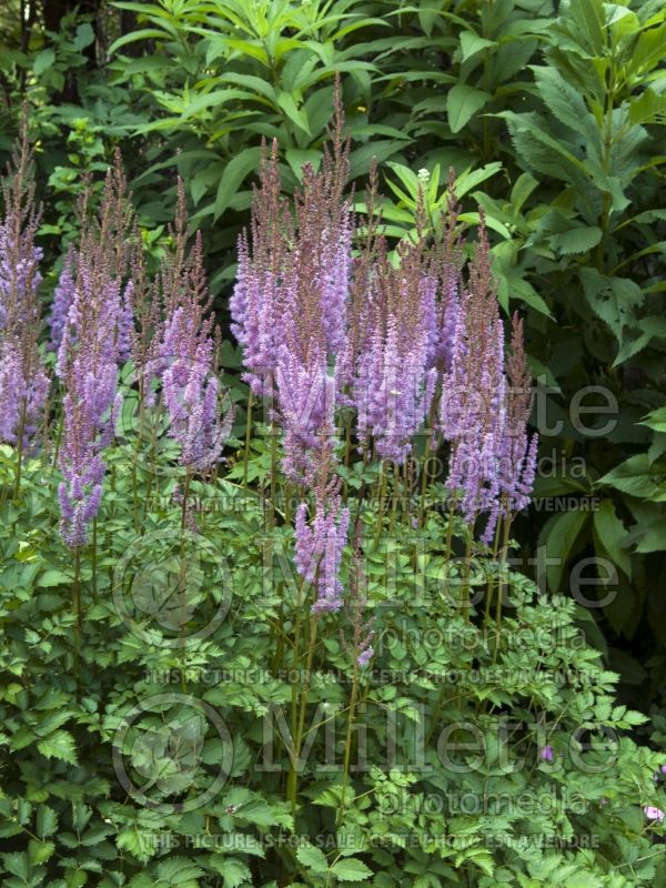 Astilbe Purple Candles aka Purpurkerze (Astilbe) 7