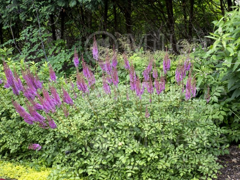 Astilbe Purple Candles aka Purpurkerze (Astilbe) 8