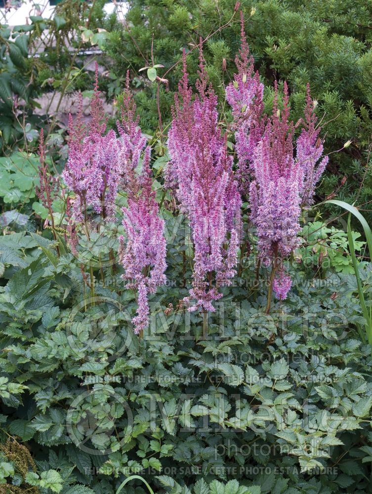 Astilbe Purple Candles aka Purpurkerze (Astilbe) 2