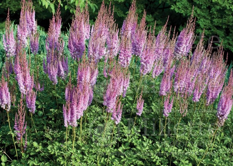 Astilbe Purple Candles aka Purpurkerze (Astilbe) 3