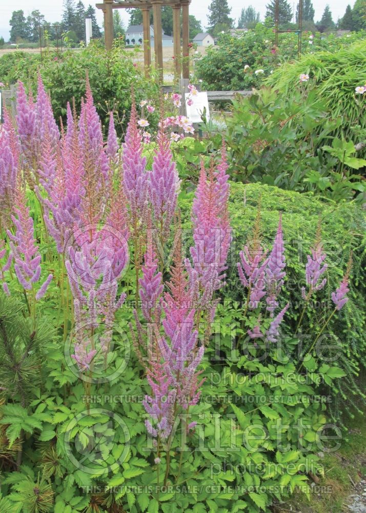 Astilbe Purple Candles aka Purpurkerze (Astilbe) 5