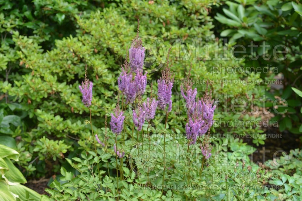 Astilbe Purple Candles aka Purpurkerze (Astilbe) 1