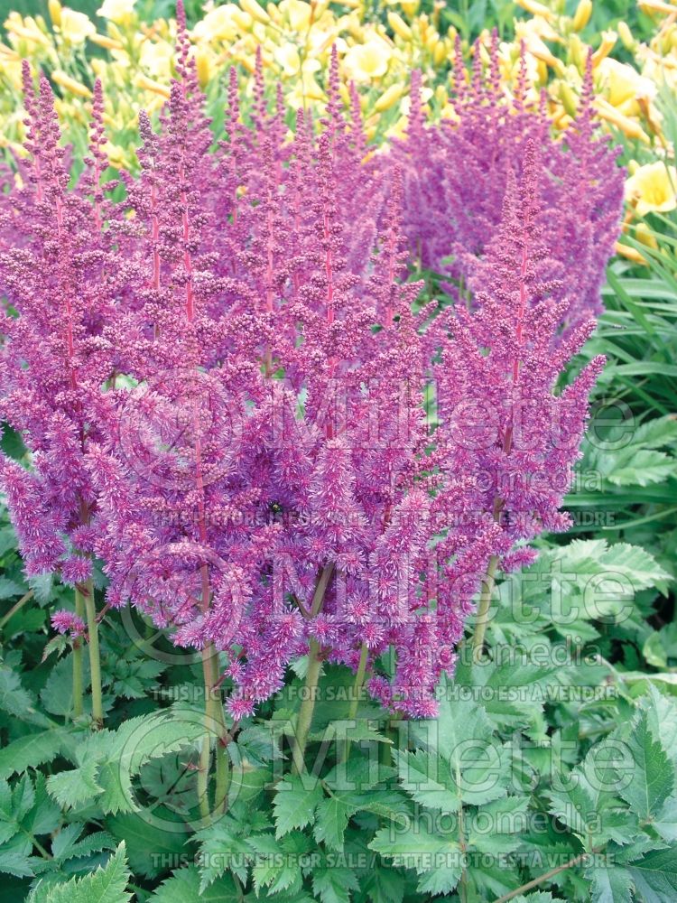 Astilbe Superba (Chinese Astilbe) 3