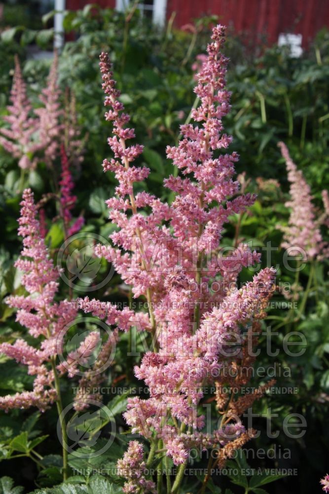 Astilbe Vision in Pink (Chinese Astilbe) 8 
