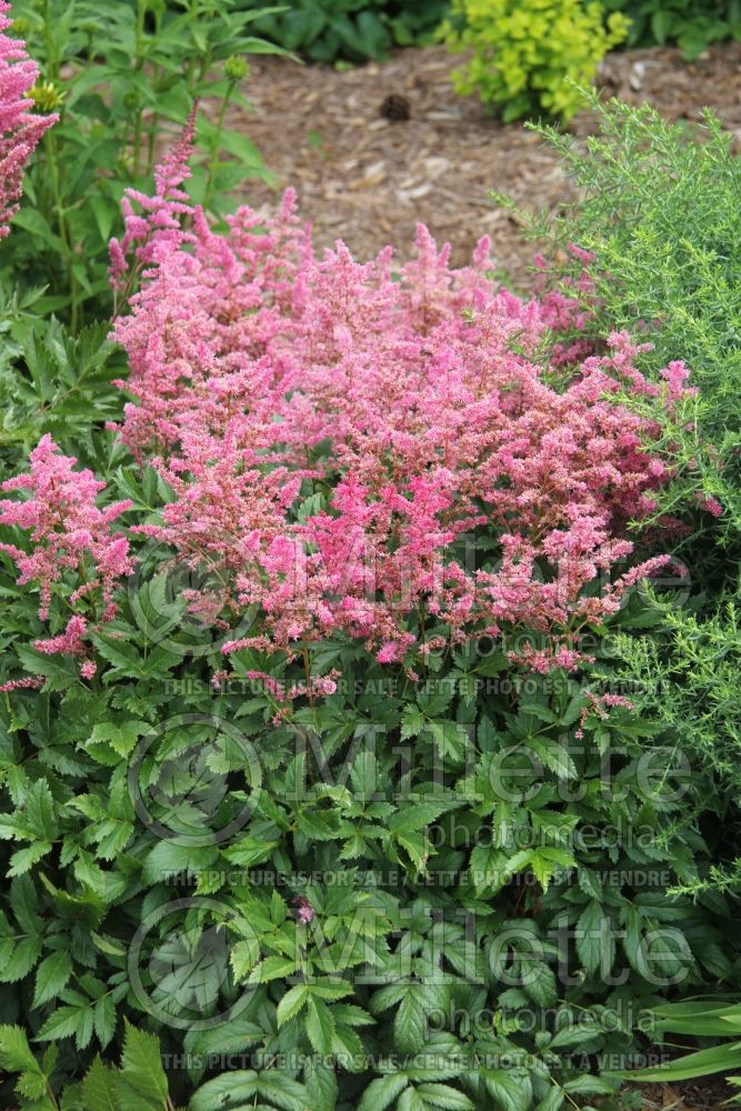 Astilbe Vision in Pink (Chinese Astilbe) 5 