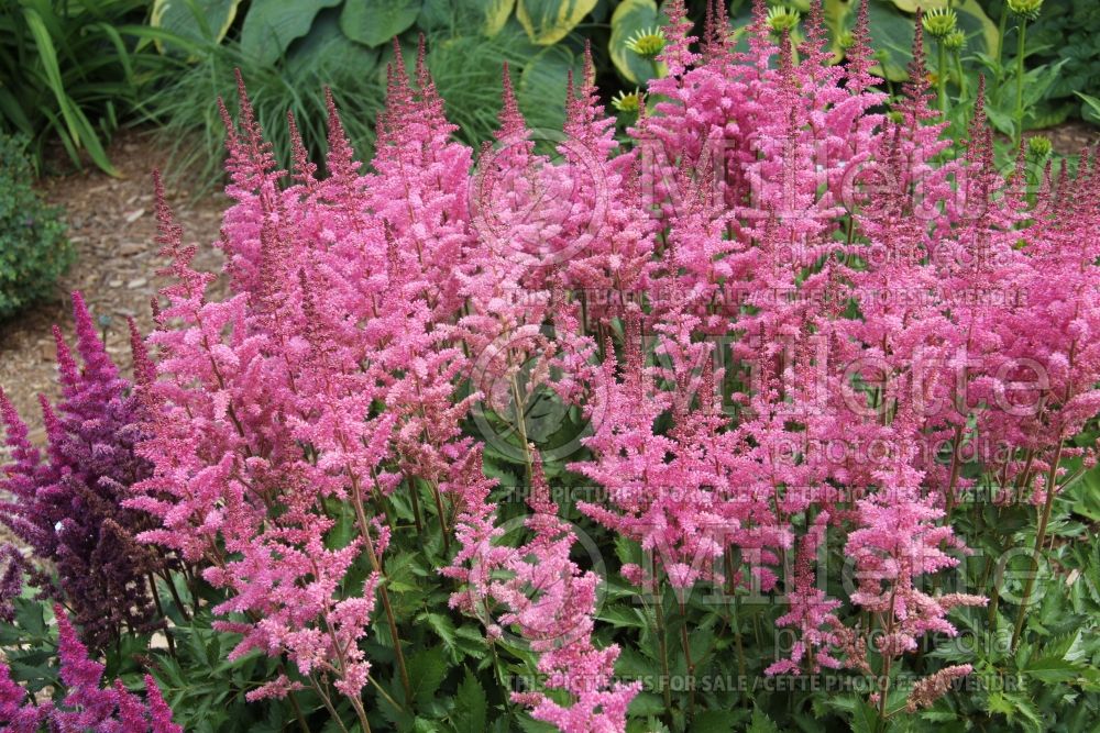Astilbe Vision in Pink (Chinese Astilbe) 6 