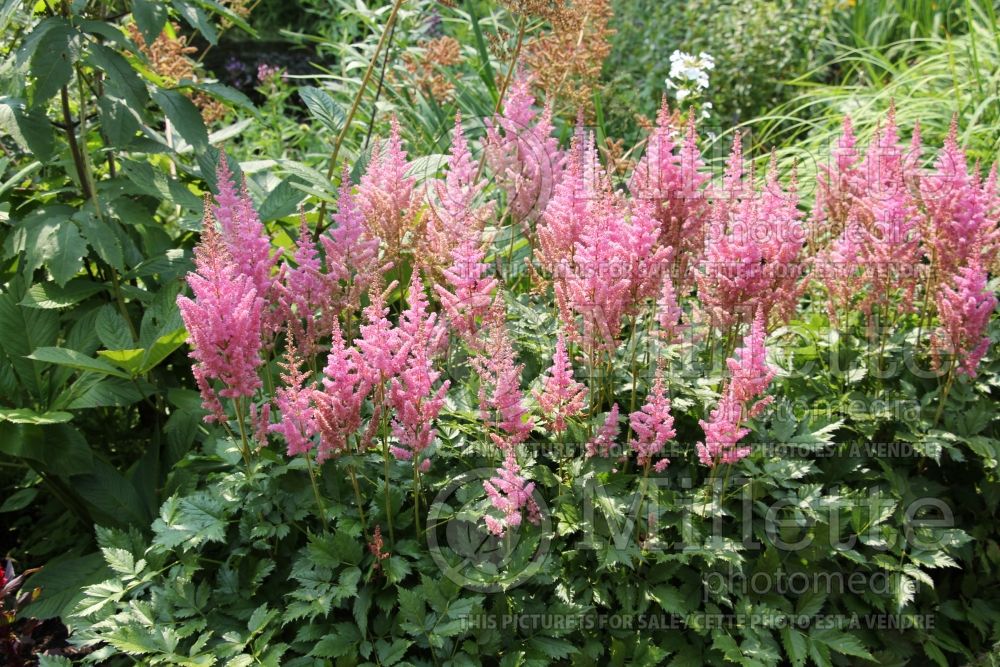 Astilbe Vision in Pink (Chinese Astilbe) 7 