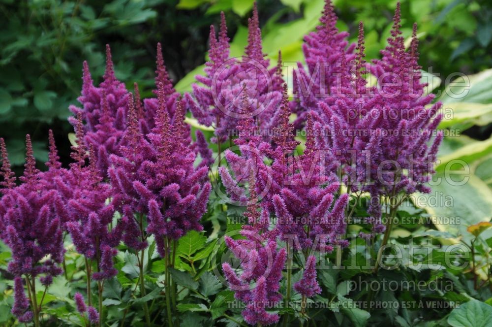 Astilbe Vision in Red (Chinese Astilbe) 2