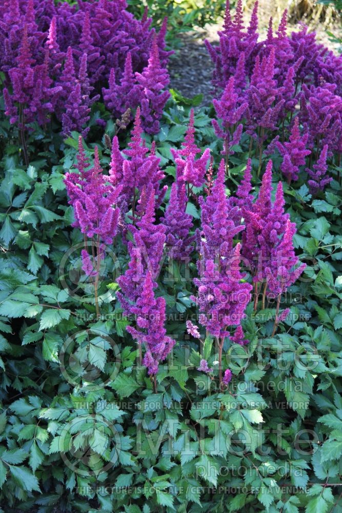 Astilbe Vision in Red (Chinese Astilbe) 8