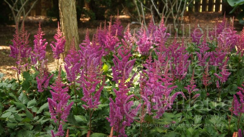 Astilbe Vision in Red (Chinese Astilbe) 5