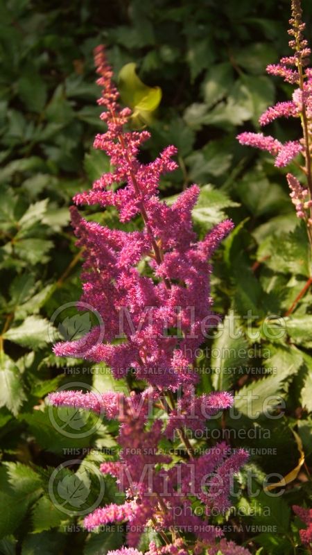 Astilbe Vision in Red (Chinese Astilbe) 4