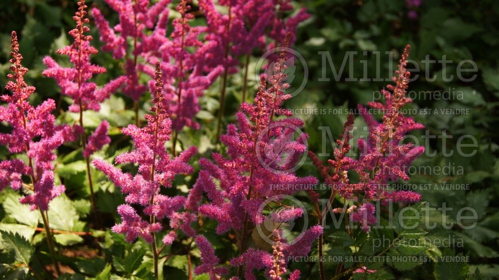 Astilbe Vision in Red (Chinese Astilbe) 6