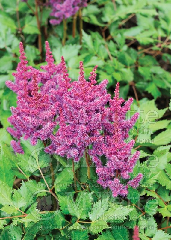 Astilbe Vision in Red (Chinese Astilbe) 7