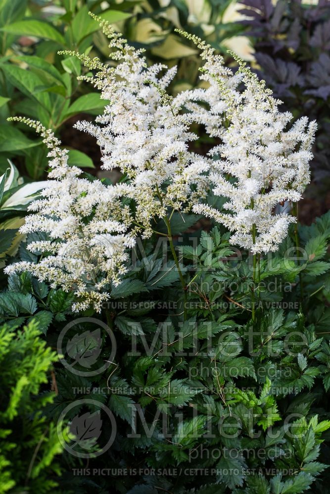 Astilbe Vision in White (Chinese Astilbe) 1 