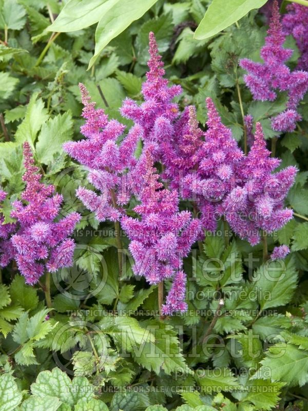 Astilbe Visions (Chinese Astilbe) 12 