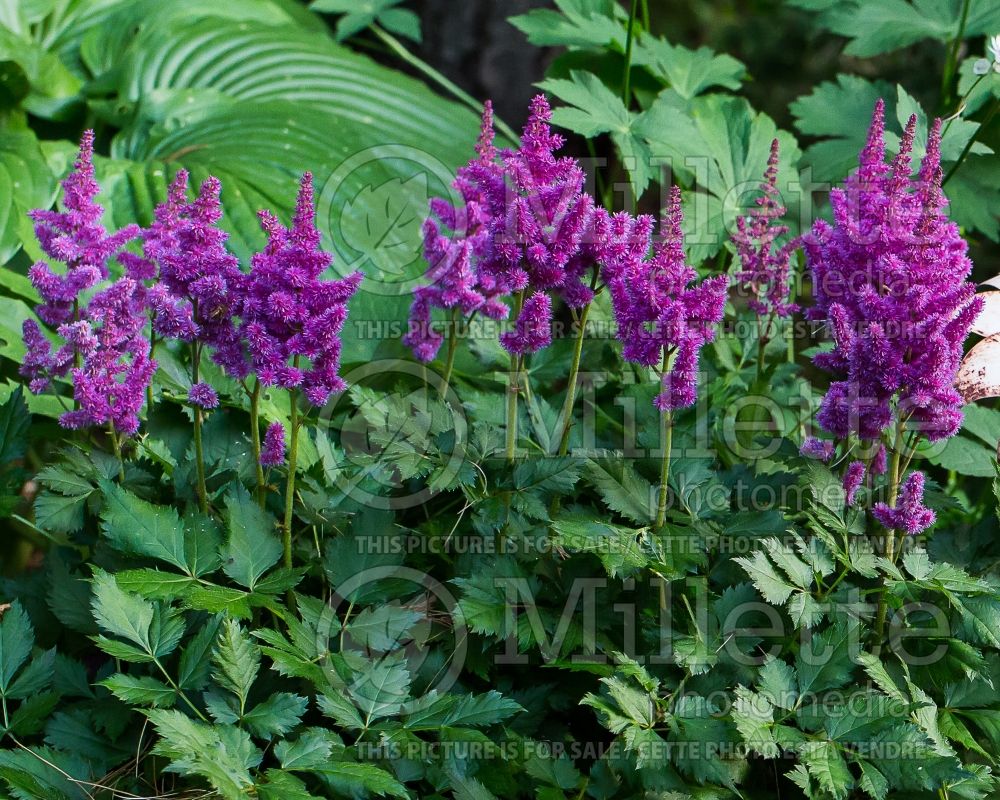 Astilbe Visions (Chinese Astilbe) 1 