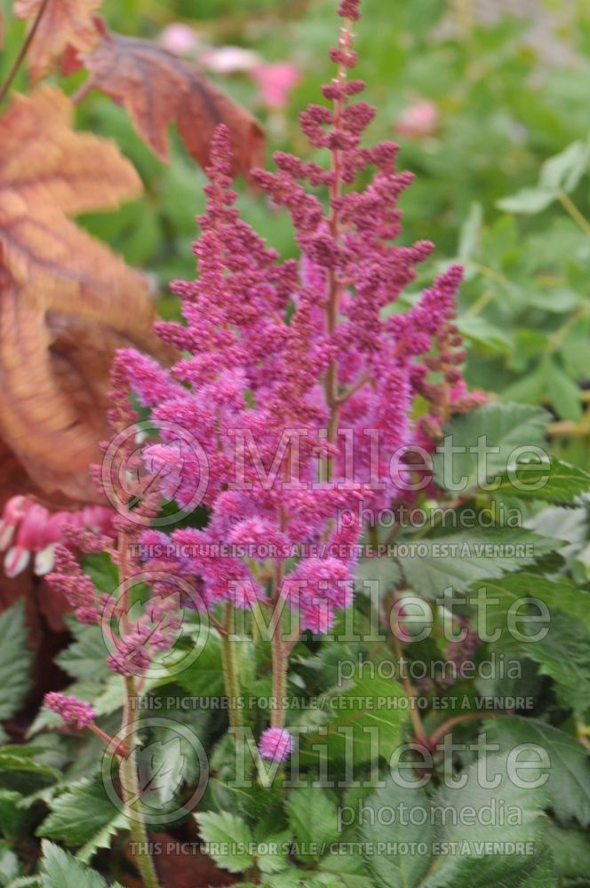 Astilbe Visions (Chinese Astilbe) 3 