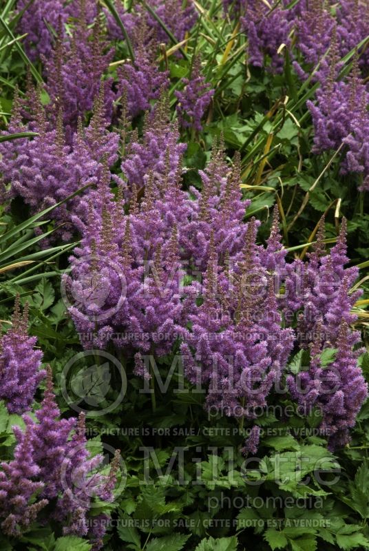 Astilbe Visions (Chinese Astilbe) 6 