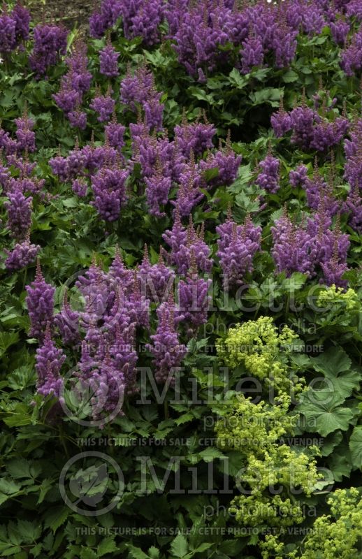 Astilbe Visions (Chinese Astilbe) 8 