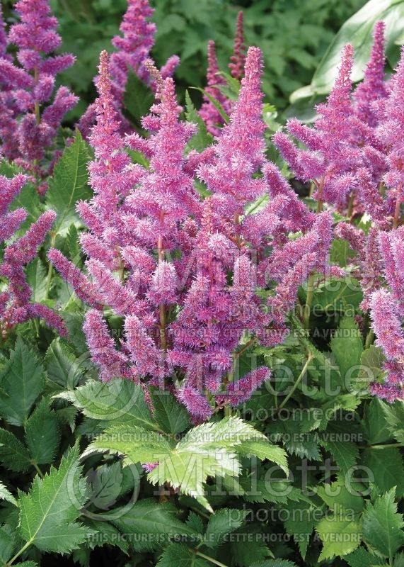 Astilbe Visions (Chinese Astilbe) 11 