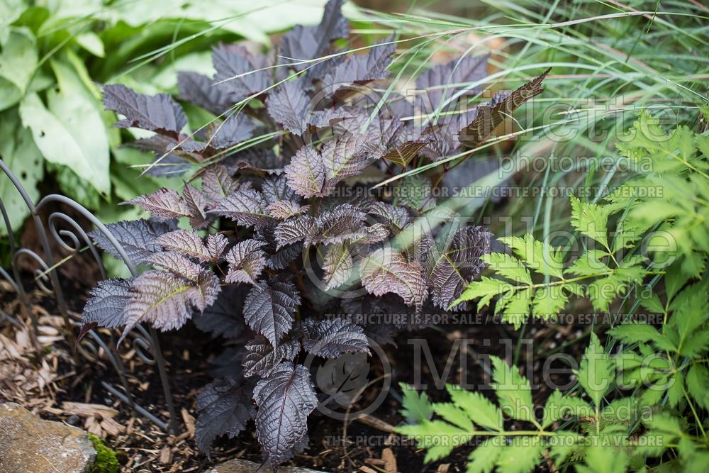 Astilbe Chocolate Shogun (Astilbe) 1