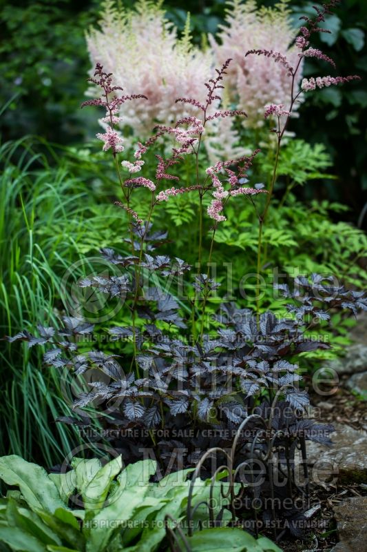 Astilbe Chocolate Shogun (Astilbe) 6