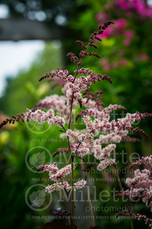 Astilbe Chocolate Shogun (Astilbe) 7