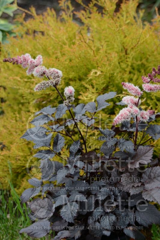 Astilbe Chocolate Shogun (Astilbe) 2