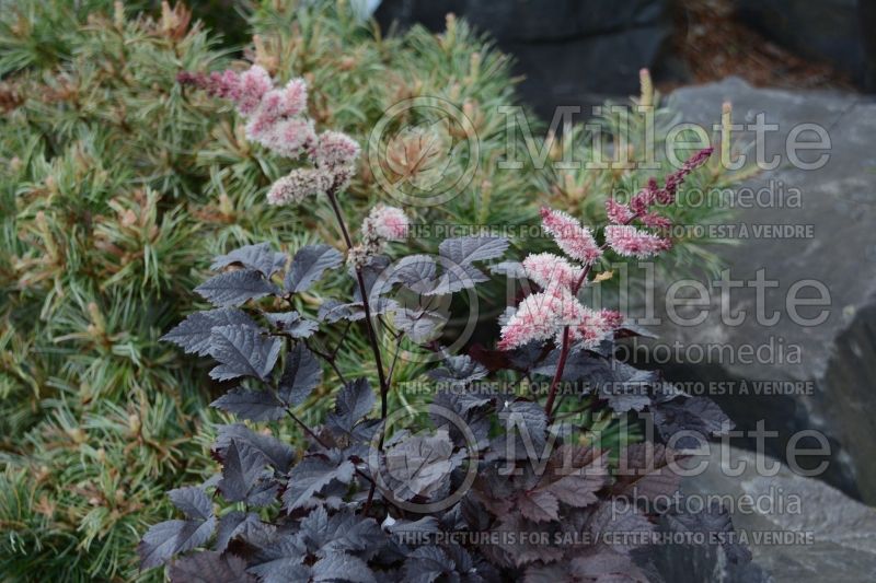 Astilbe Chocolate Shogun (Astilbe) 3