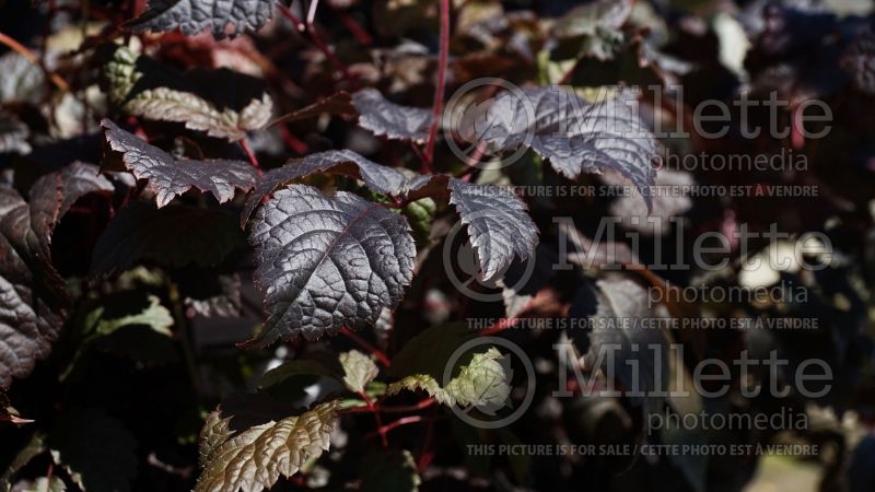 Astilbe Chocolate Shogun (Astilbe) 8