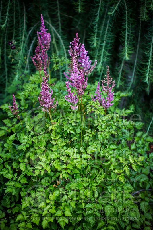 Astilbe Color Flash Lime (Astilbe) 2 