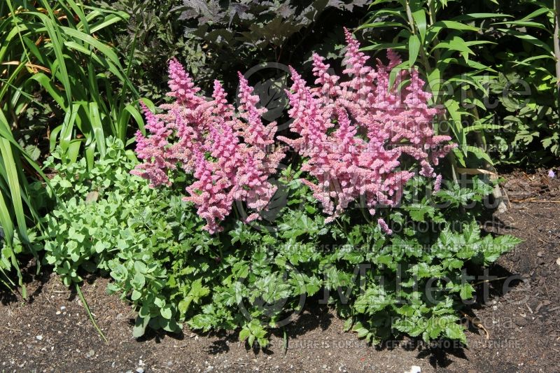 Astilbe Color Flash Lime (Chinese Astilbe) 6