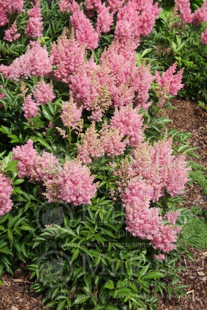 Astilbe Cotton Candy (Astilbe) 1