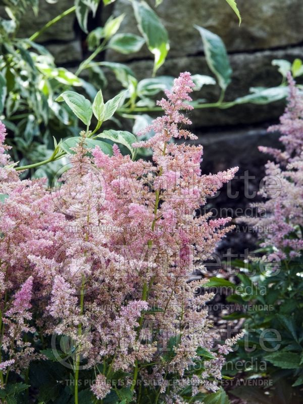 Astilbe Country and Western (Astilbe) 3 