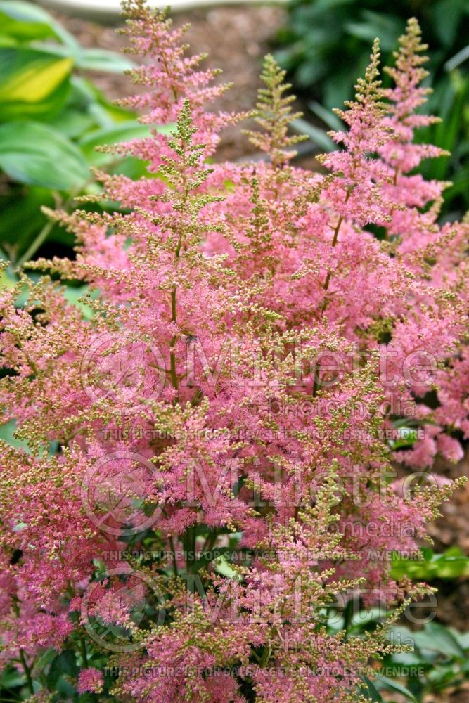 Astilbe Country and Western (Astilbe) 1