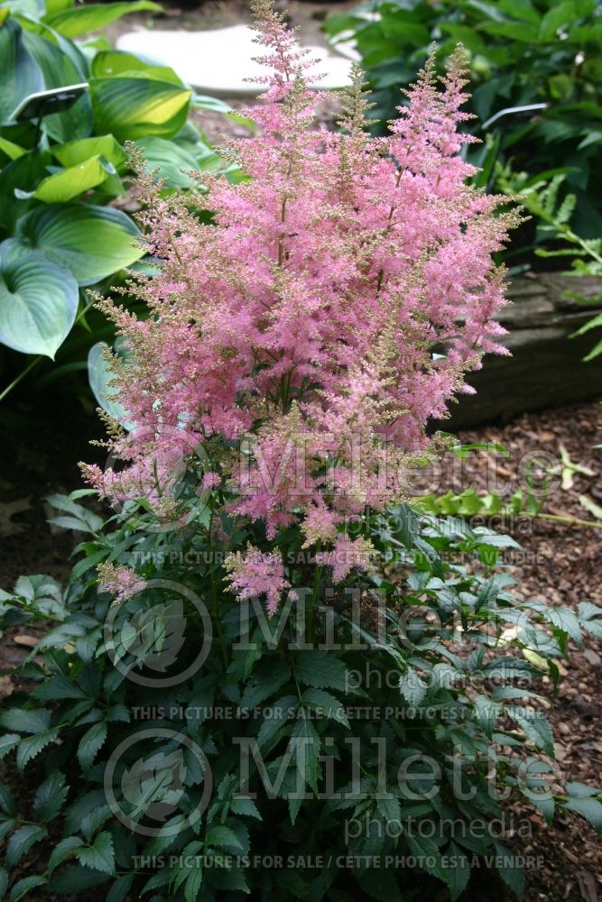 Astilbe Country and Western (Astilbe) 2 