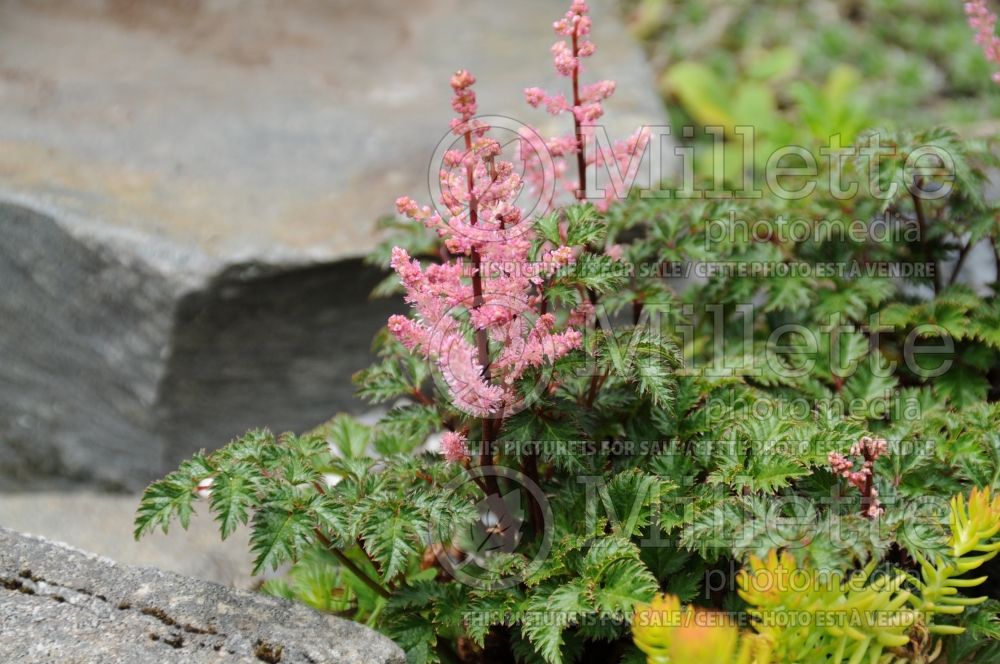 Astilbe Liliput (Chinese Astilbe) 1