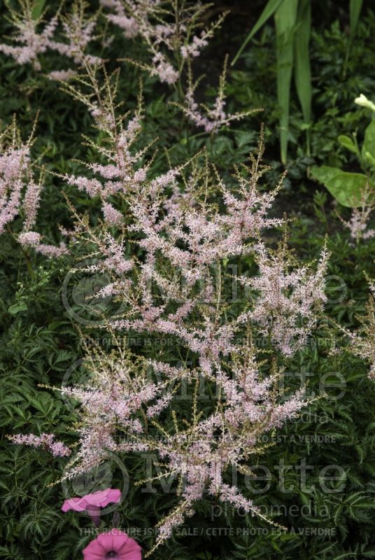 Astilbe Perkeo (Chinese Astilbe) 1